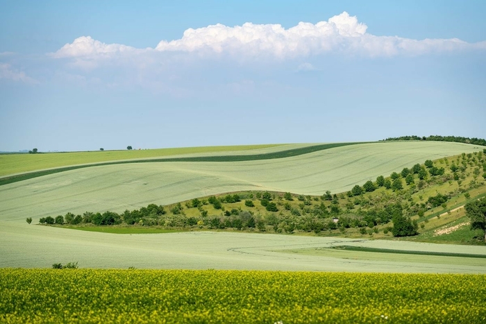 šardice